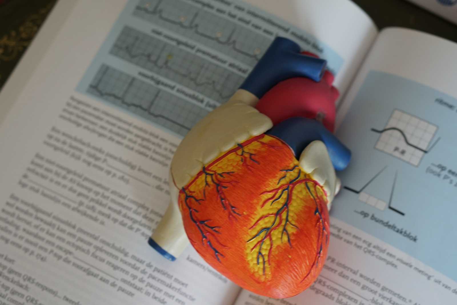 model ludzkiego serca położony na książce medycznej
